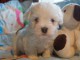 Chiots Coton de Tulear 