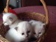 Urgent adoption de chatons  sacré Birmanie 