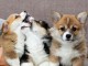 Chiots d’apparence Corgi 