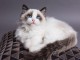 Chatons de race ragdoll a donner 