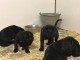 Chiots Cane Corso Age 3 Mois