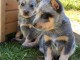 Chiots Bouvier Australiens 