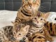 Adorables chatons Bengal 