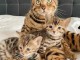 Adorables chatons Bengal 