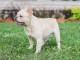 Bouledogue français moelleux disponible pour l