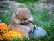 Spitz de Poméranie chiots