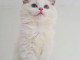 Chatons ragdoll a donner