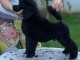 Caniche chiot a vendre