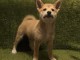 Shiba Inu chiots à vendre