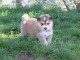 Adorables bb Chiots Chien finnois de Laponie a adopter