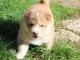 Adorables bb Chiots Chien finnois de Laponie a adopter