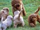 Magnifiques chiots Caniches 