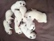  9 chiots Bouviers Australiens (4 males et 5 femelles)