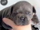 Bulldog français chiots