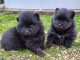 chiots spitz allamand a DONNER