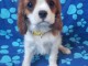 Adorables bb Cavalier King Charles