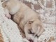 chiots siberian husky beige a donner