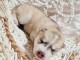 chiots siberian husky beige a donner