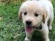 Chiot golden retriever trois mois