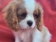 Adorables bb Cavalier King Charles.