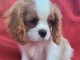 Adorables bb Cavalier King Charles cherche une famille.