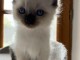 adorable chatons Magnifiques chatons loof cherche une famille