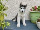 Chiots Husky Sibérien PURE RACE LOF ADOPTION