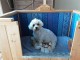 adorable bb chiot Bichon Maltais LOF adoption