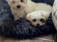 Chiots Bichon maltais dispo