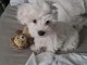 Chiots Bichon maltais dispo