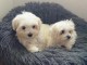 Chiots Bichon maltais dispo