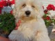 Chiots Bichon maltais dispo