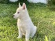 Chiots Husky Sibérien PURE RACE LOF ADOPTION