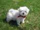 Bonjour, disponible des petits Bichon maltais a donner (1 males) 