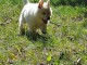 Chiots Bergers Blanc Suisse LOF à Naitre