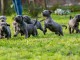CHIOTS CANE CORSE LOF ADOPTION