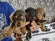 Superbes Chiots  Teckels 