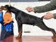 Dobermann MEILLEURS chiots