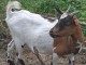 Chèvres naines et bouc 