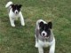 Donne ses magnifiques chiots akita inu