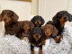 Adorables chiots Teckels 