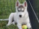 A donner Chiots Siberian Husky