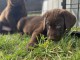 magnifiques chiots labrado a l