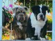 Bulldog anglais chiots