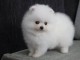 Chiots spitz nain lof disponible pour noël