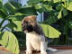 Akita américain chiots