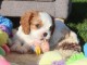 Adorables bb Cavalier King Charles cherche une famille.