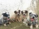 Magnifiques chiots Bouvier australiens 