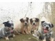 Magnifiques chiots Bouvier australiens 