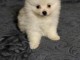 Chiots de race spitz Nain